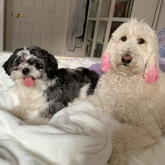 Meet your Posher, Sierra - Picture 1 of 1